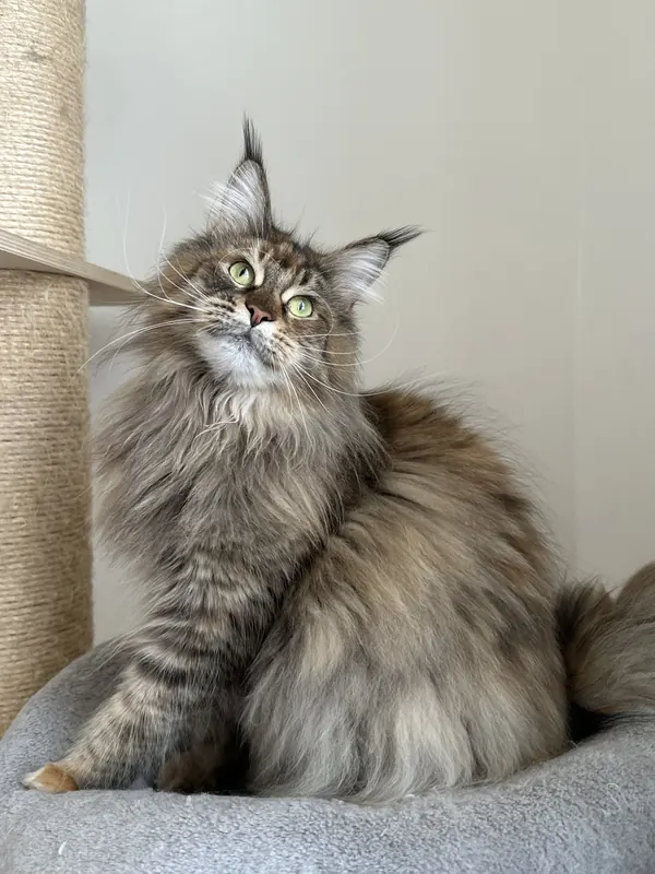 Angel, femelle Maine Coon de la chatterie