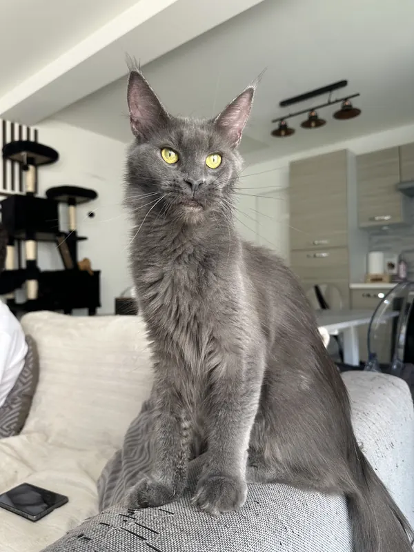 April, femelle Maine Coon de la chatterie