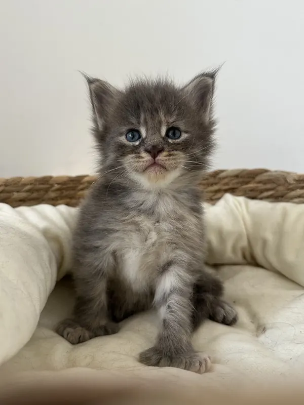 Chaton femelle Maine Coon blue tortie ticked tabby polydactile PP