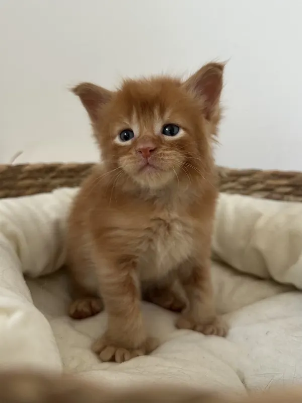 Chaton mâle Maine Coon red ticked tabby polydactile PP