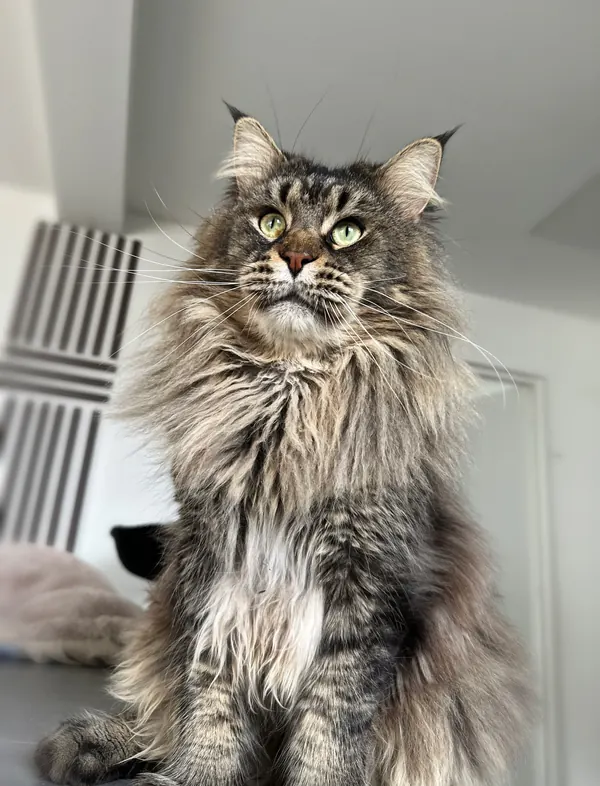 Sacramento, notre mâle reproducteur Maine Coon
