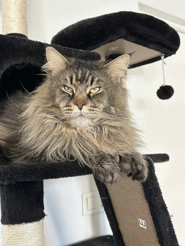 Sacramento détendu sur son arbre à chat