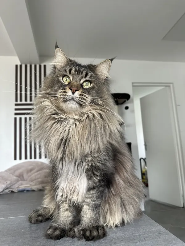 Sacramento, mâle Maine Coon Brown Ticked Tabby polydactile