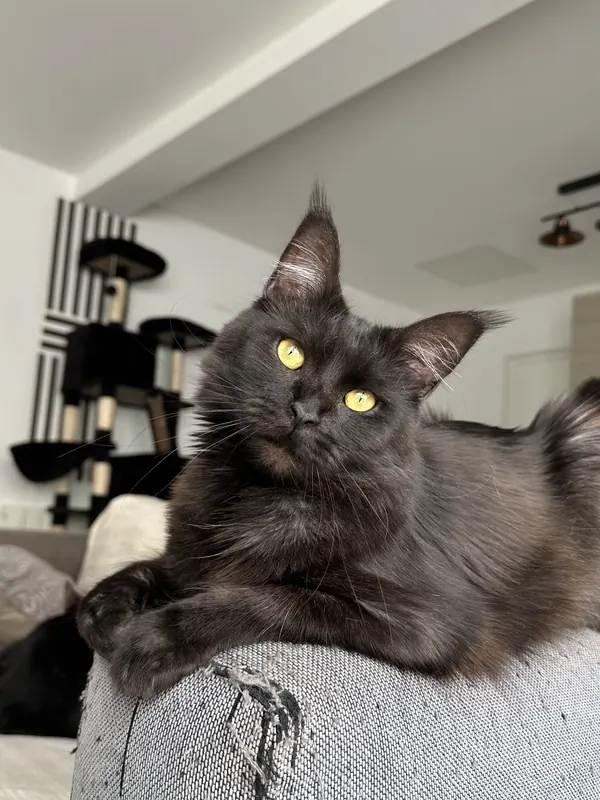Vanille, femelle Maine Coon de la chatterie