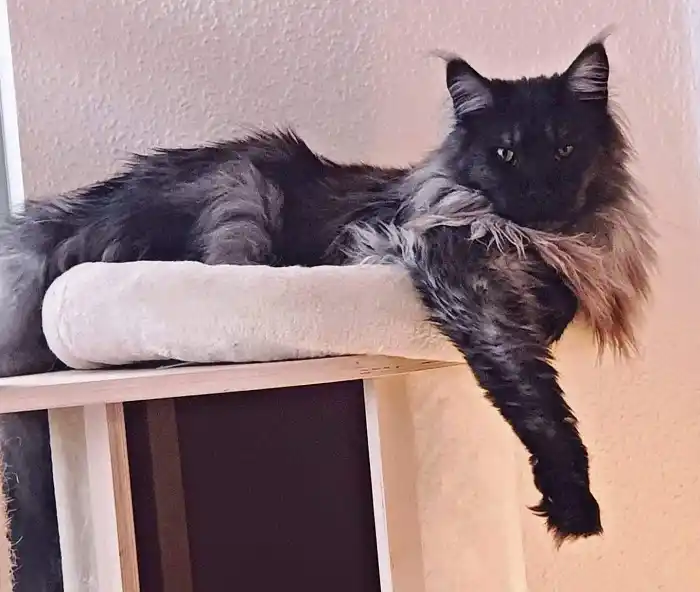 Maine Coon robe black smoke