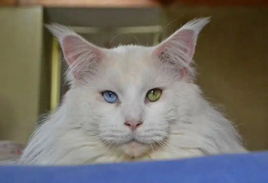Maine Coon robe blanc