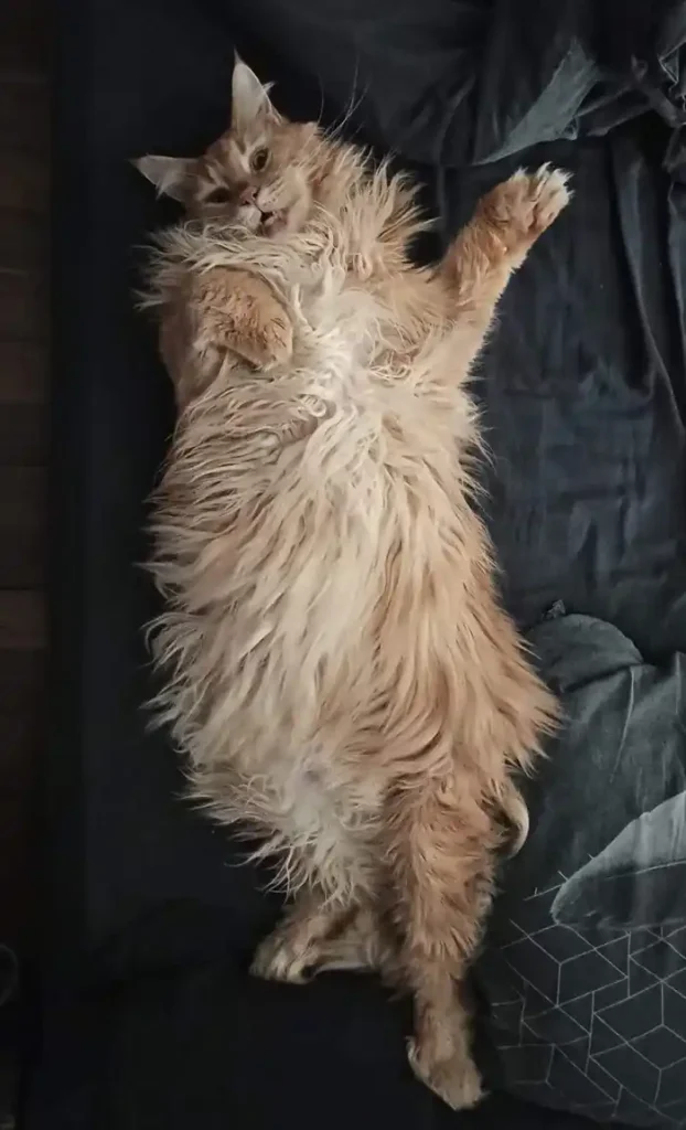 Maine Coon robe crème tabby