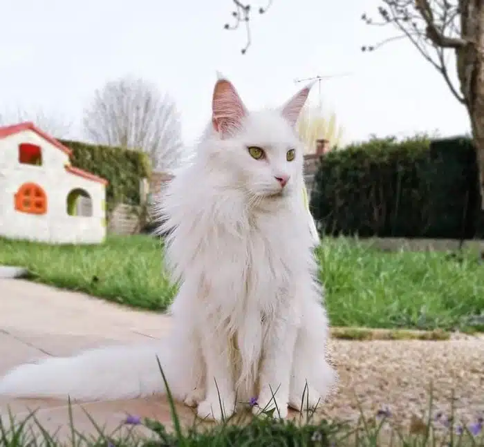 Maine Coon robe blanc