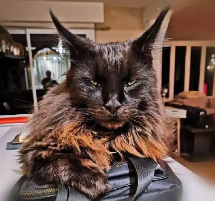 Maine Coon robe black