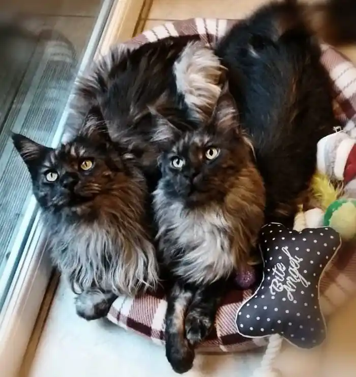 Maine Coon robe black smoke