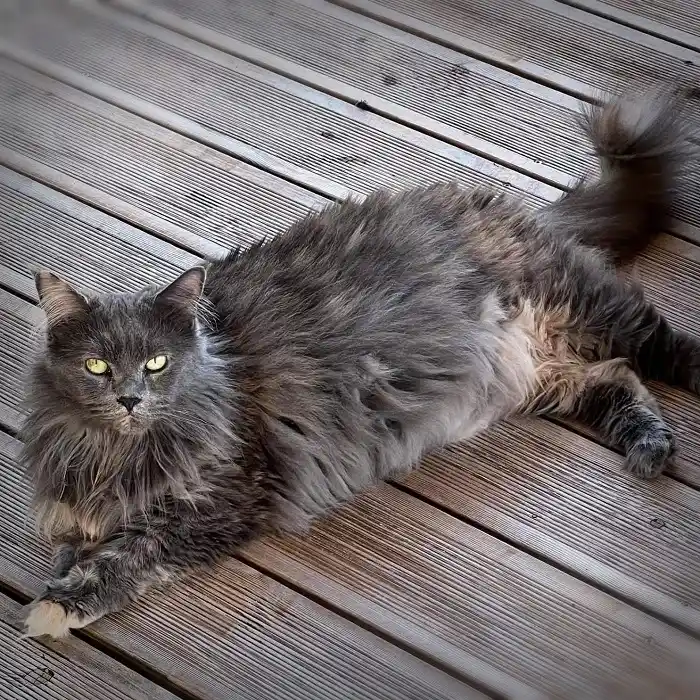 Maine Coon robe blue tortie