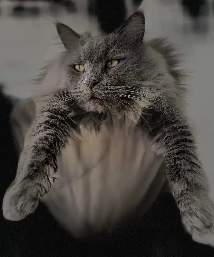 Maine Coon robe blue