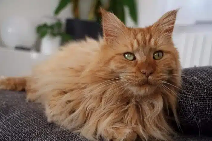 Maine Coon robe red self