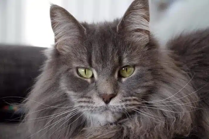 Maine Coon robe blue blotched tabby