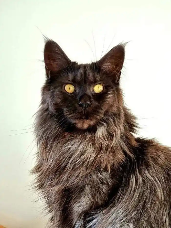 Maine Coon robe black smoke
