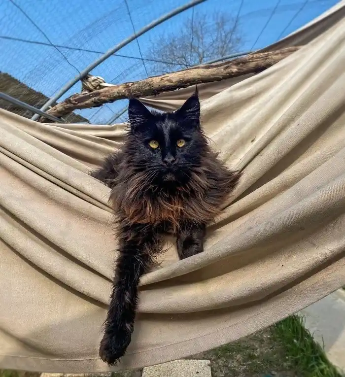 Maine Coon robe black
