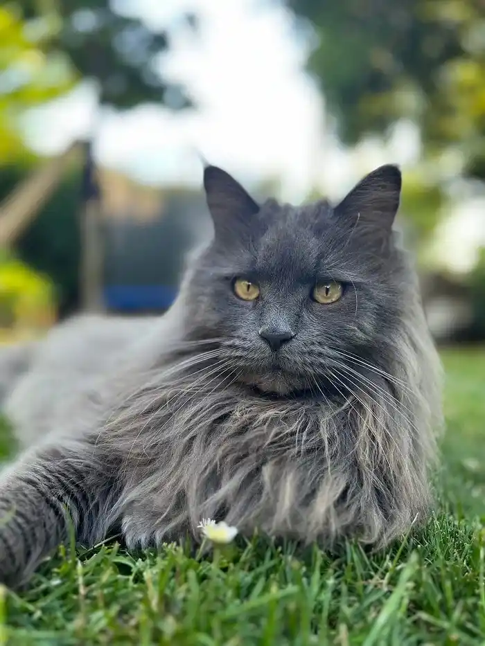 Maine Coon robe blue
