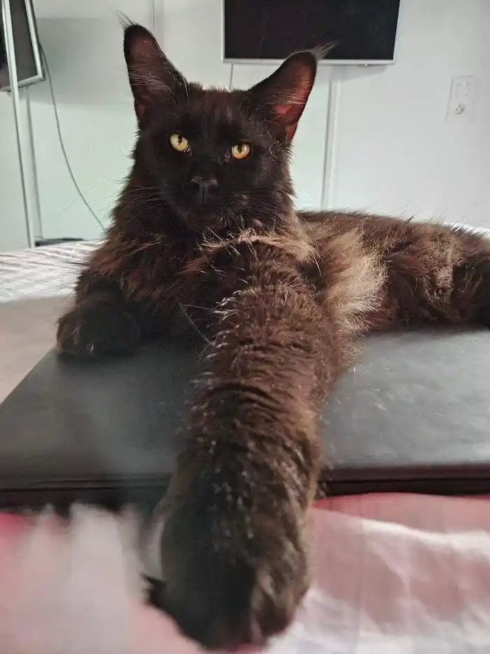 Maine Coon robe black