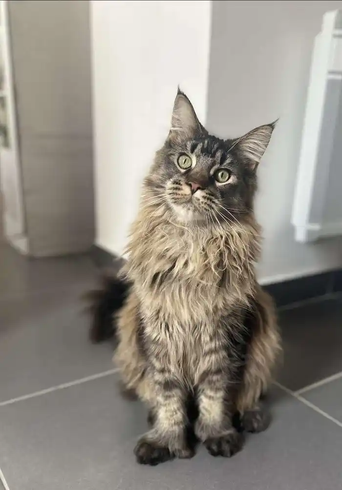 Maine Coon robe brown ticked tabby