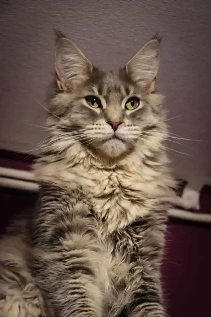 Maine Coon robe blue mackerel tabby