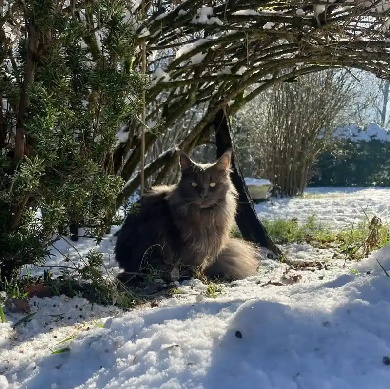 Maine Coon robe blue