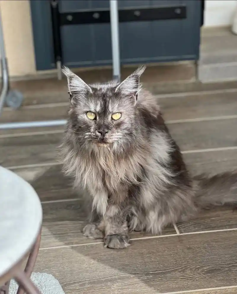 Maine Coon robe black smoke