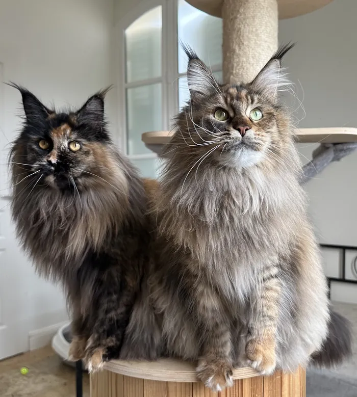 Abby et Angel, femelles Maine Coon de la chatterie