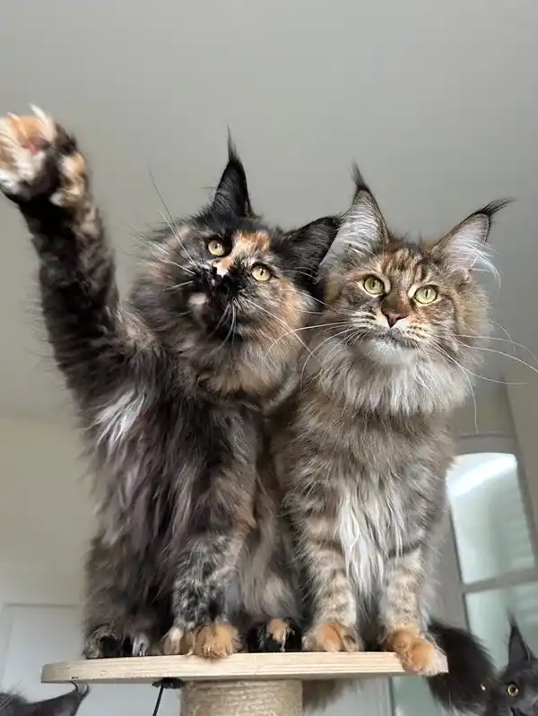 Chat Maine Coon de la Chatterie des Sortilèges Coon