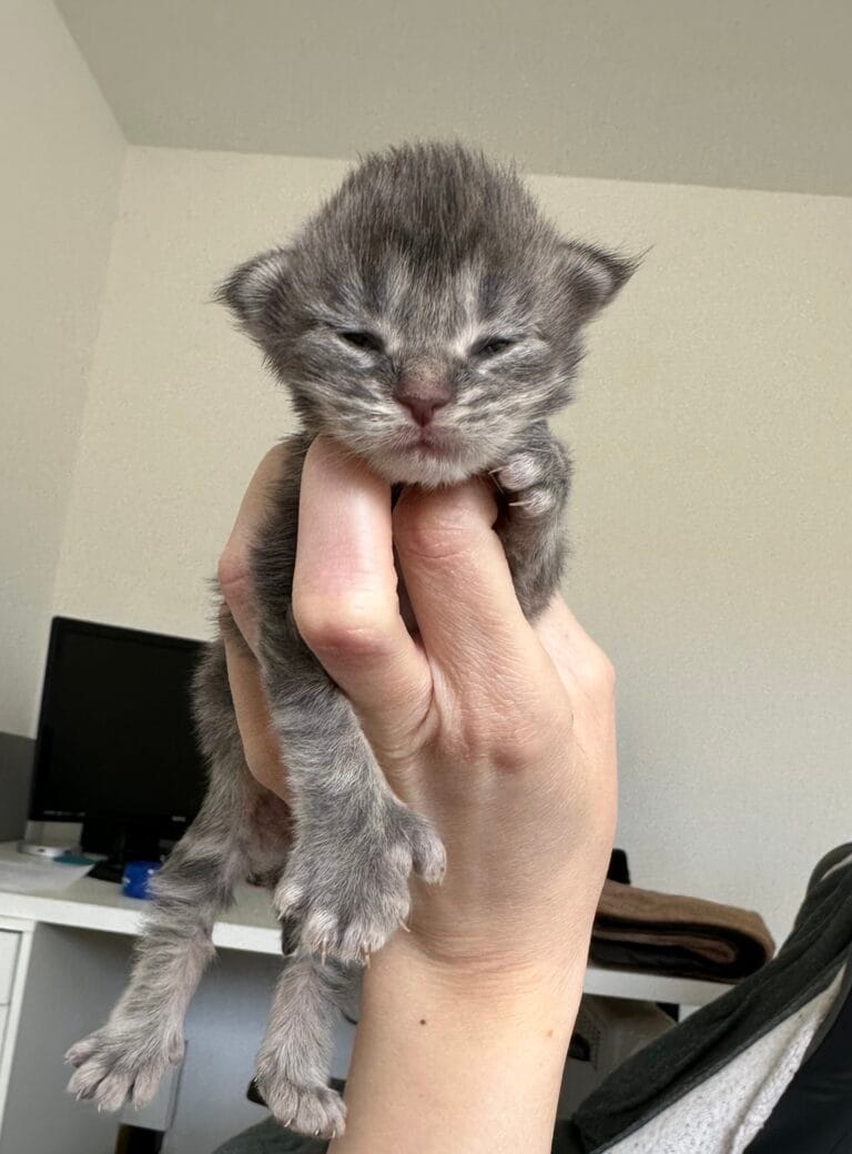 femelle blue blotched tabby polydactyle PP