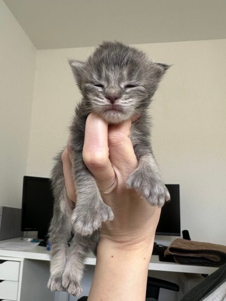 femelle blue ticked tabby polydactyle P