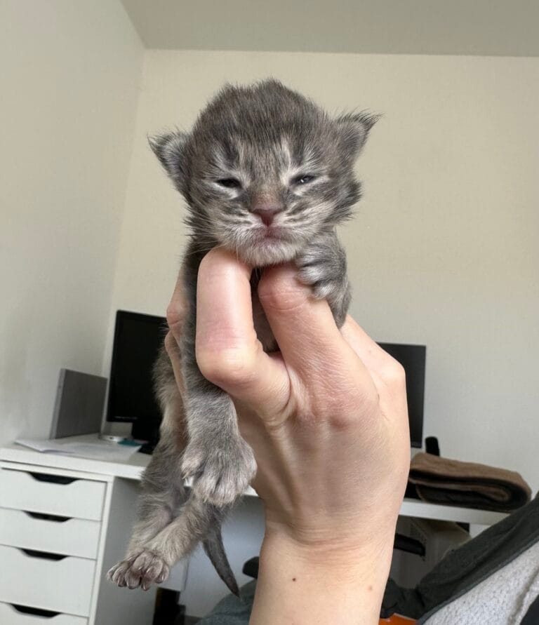 femelle blue ticked tabby polydactyle PP