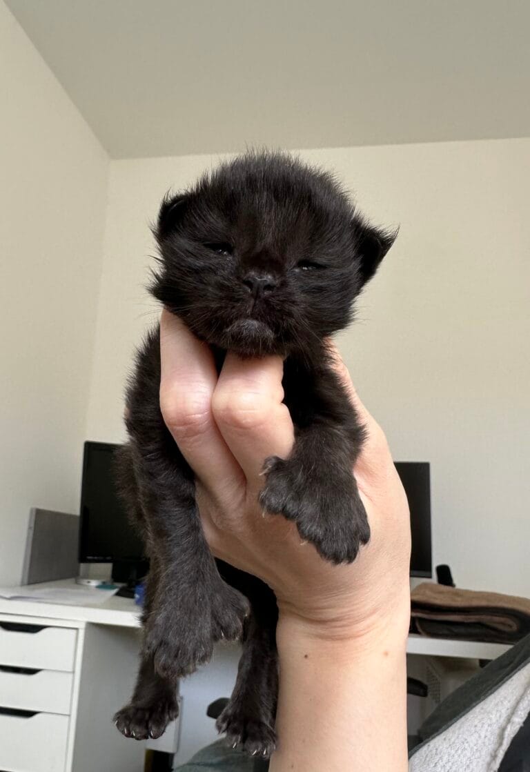 mâle black polydactyle PP