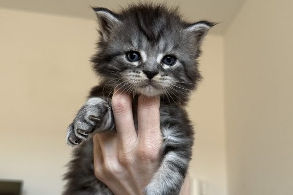 Mâle black silver blotched tabby maine coon